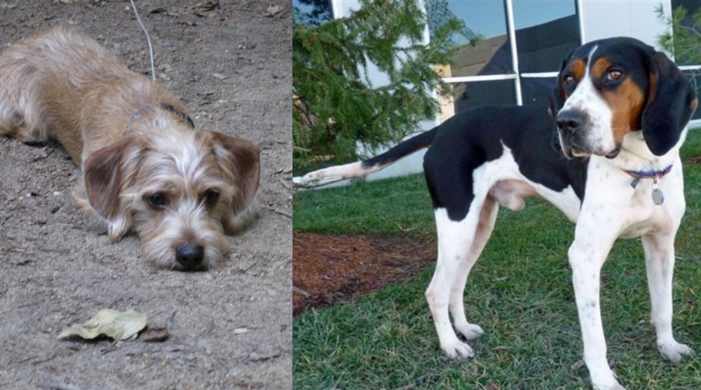 Treeing Walker Coonhound vs Schweenie - Breed Comparison