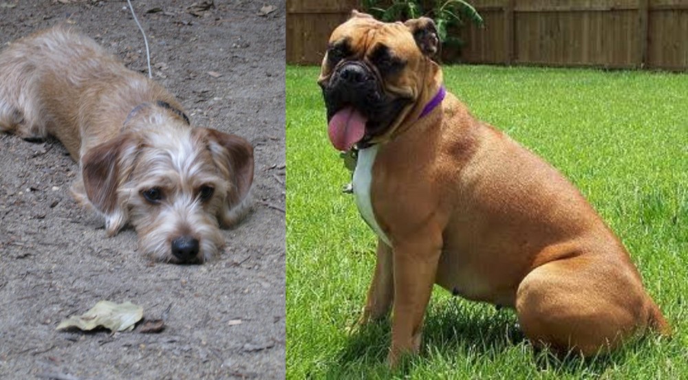 Valley Bulldog vs Schweenie - Breed Comparison