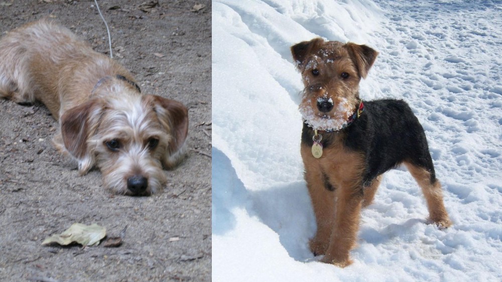 Welsh Terrier vs Schweenie - Breed Comparison