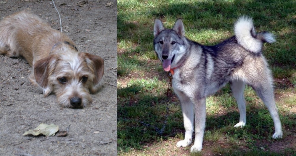 West Siberian Laika vs Schweenie - Breed Comparison