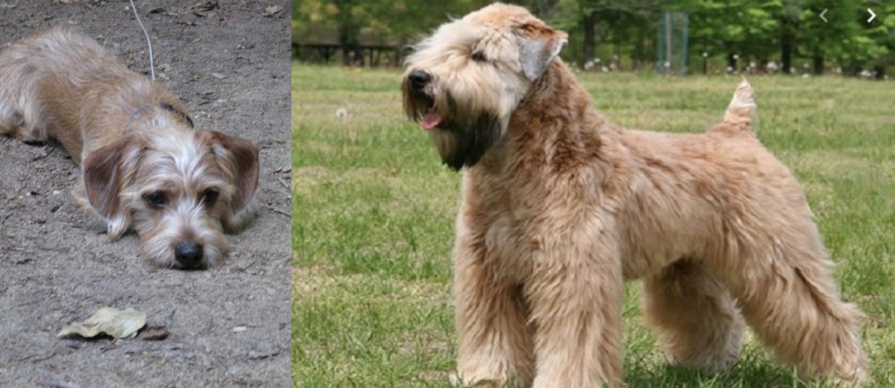Wheaten Terrier vs Schweenie - Breed Comparison