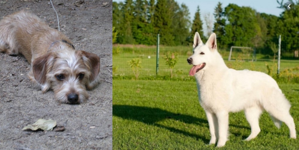 White Shepherd vs Schweenie - Breed Comparison
