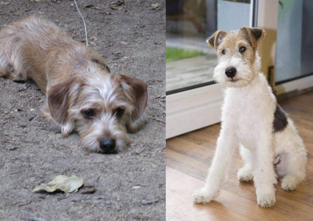 Wire Fox Terrier vs Schweenie - Breed Comparison