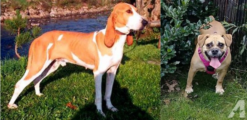 Beabull vs Schweizer Laufhund - Breed Comparison