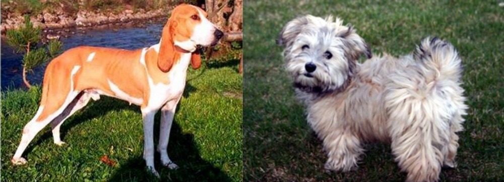 Havapoo vs Schweizer Laufhund - Breed Comparison