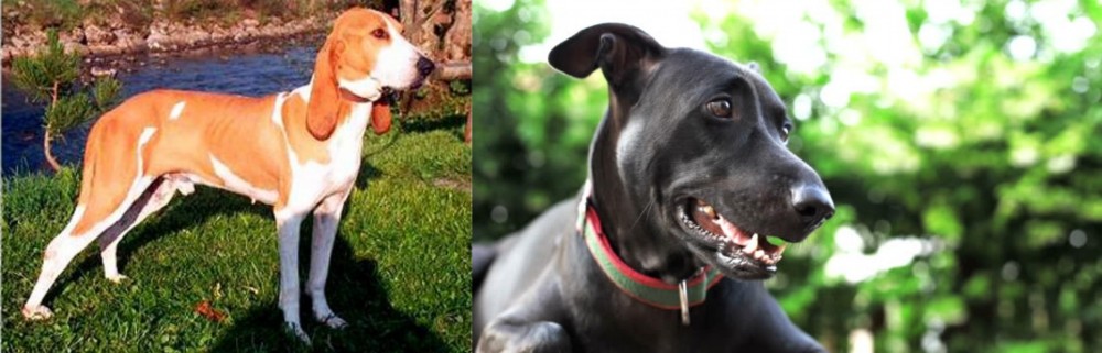 Shepard Labrador vs Schweizer Laufhund - Breed Comparison