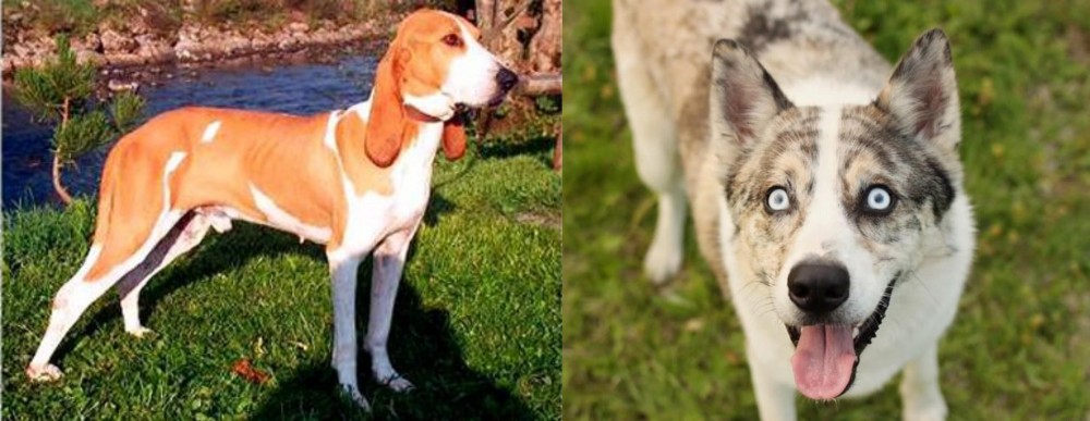 Shepherd Husky vs Schweizer Laufhund - Breed Comparison