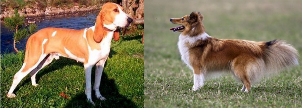 Shetland Sheepdog vs Schweizer Laufhund - Breed Comparison