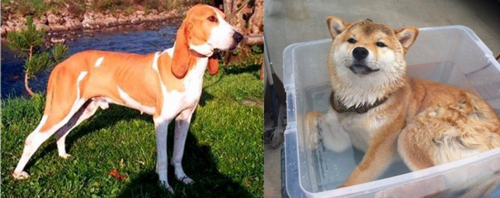 Shiba Inu vs Schweizer Laufhund - Breed Comparison