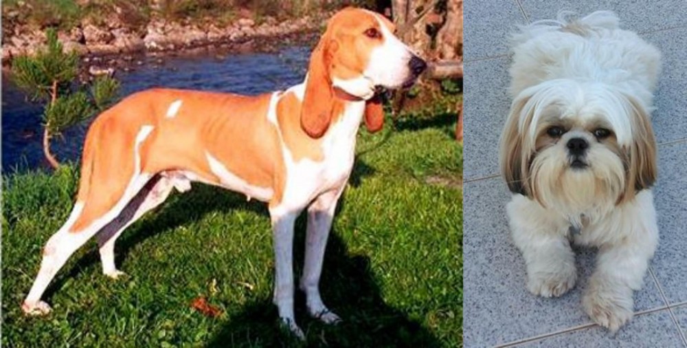 Shih Tzu vs Schweizer Laufhund - Breed Comparison