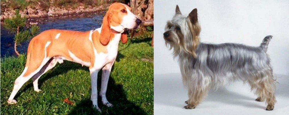 Silky Terrier vs Schweizer Laufhund - Breed Comparison