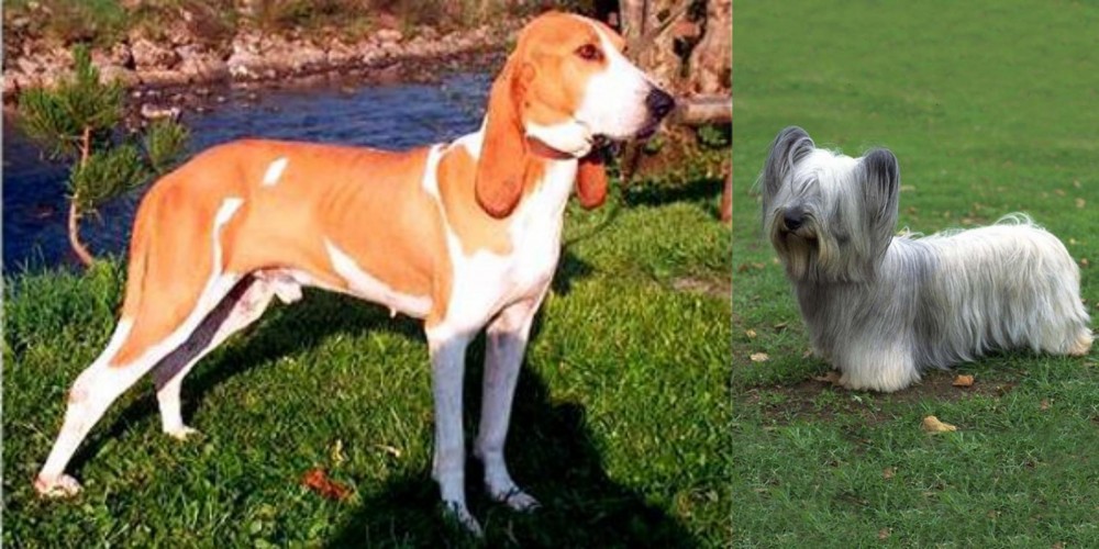 Skye Terrier vs Schweizer Laufhund - Breed Comparison