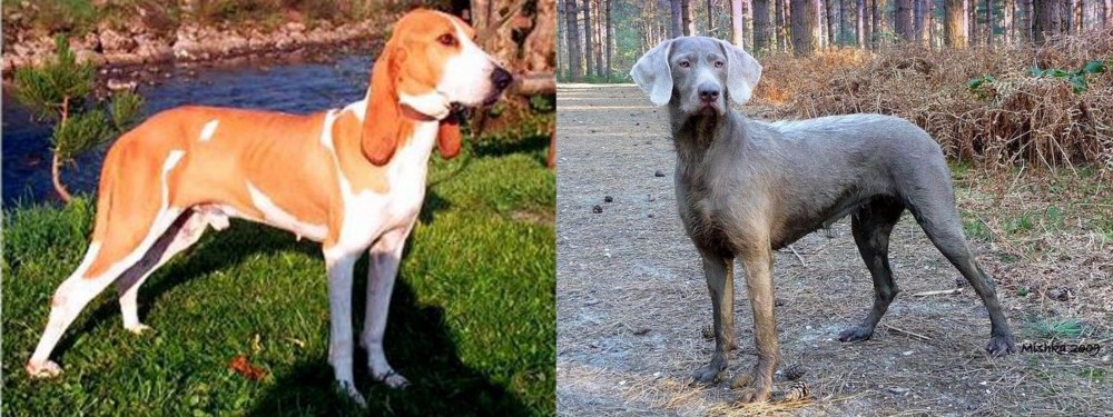 Slovensky Hrubosrsty Stavac vs Schweizer Laufhund - Breed Comparison