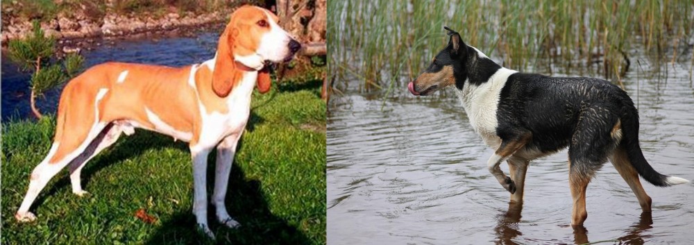 Smooth Collie vs Schweizer Laufhund - Breed Comparison