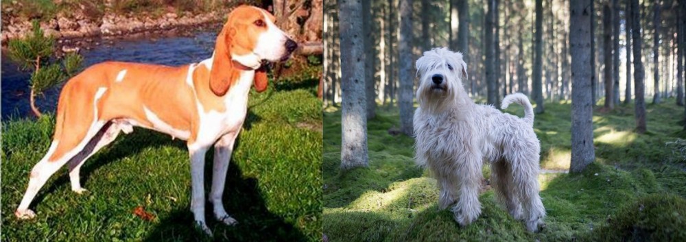 Soft-Coated Wheaten Terrier vs Schweizer Laufhund - Breed Comparison