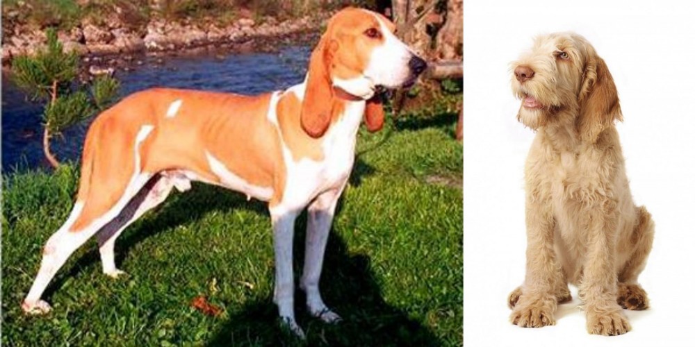 Spinone Italiano vs Schweizer Laufhund - Breed Comparison