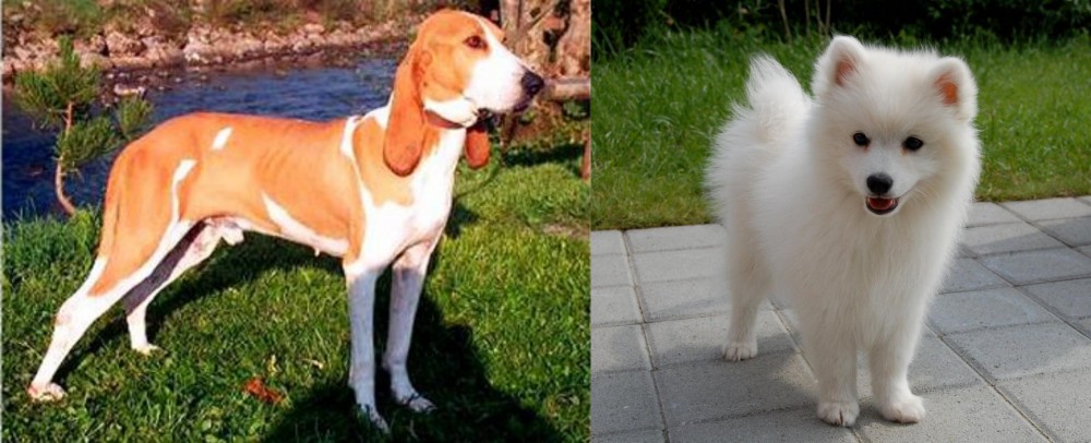Spitz vs Schweizer Laufhund - Breed Comparison
