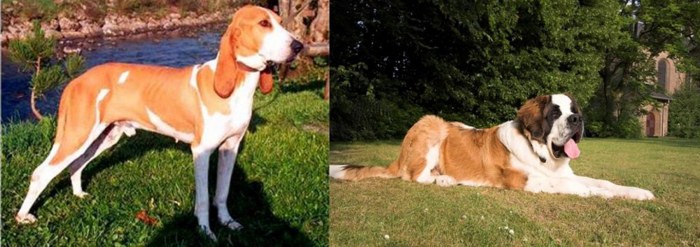 St. Bernard vs Schweizer Laufhund - Breed Comparison