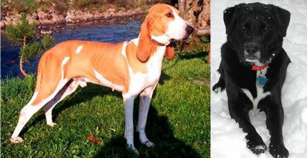 St. John's Water Dog vs Schweizer Laufhund - Breed Comparison