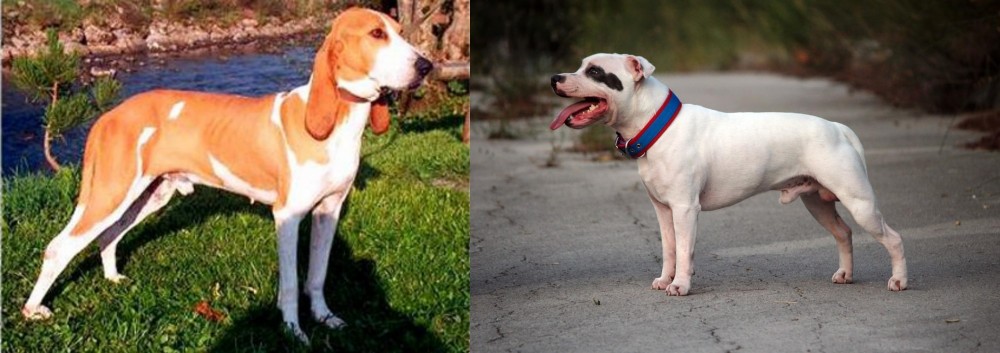 Staffordshire Bull Terrier vs Schweizer Laufhund - Breed Comparison