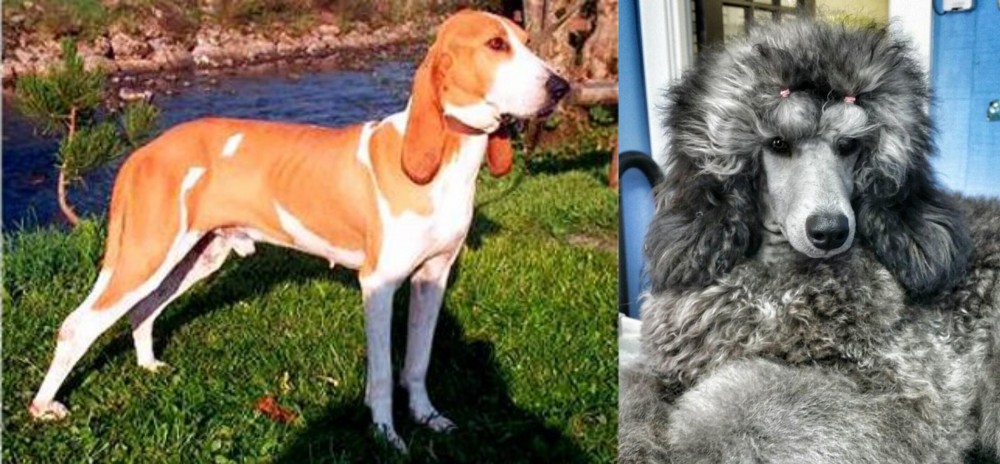 Standard Poodle vs Schweizer Laufhund - Breed Comparison