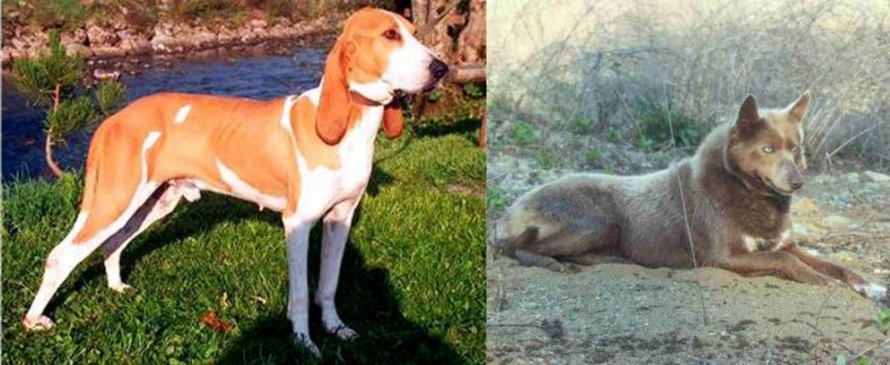 Tahltan Bear Dog vs Schweizer Laufhund - Breed Comparison