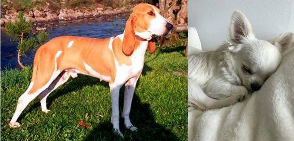 Tea Cup Chihuahua vs Schweizer Laufhund - Breed Comparison