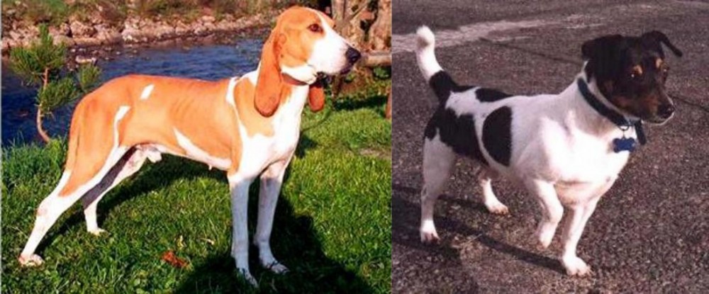 Teddy Roosevelt Terrier vs Schweizer Laufhund - Breed Comparison