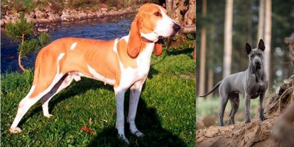 Thai Ridgeback vs Schweizer Laufhund - Breed Comparison