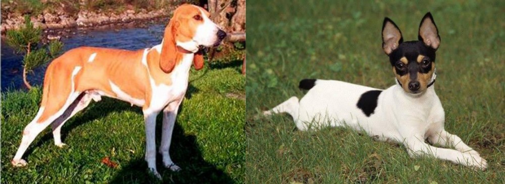 Toy Fox Terrier vs Schweizer Laufhund - Breed Comparison