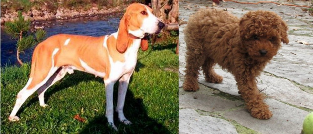 Toy Poodle vs Schweizer Laufhund - Breed Comparison