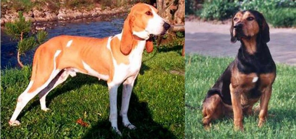Tyrolean Hound vs Schweizer Laufhund - Breed Comparison