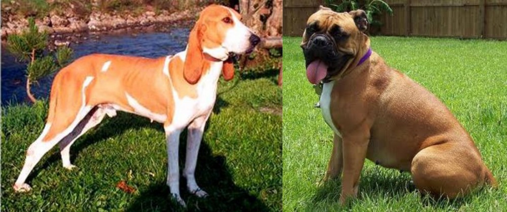 Valley Bulldog vs Schweizer Laufhund - Breed Comparison