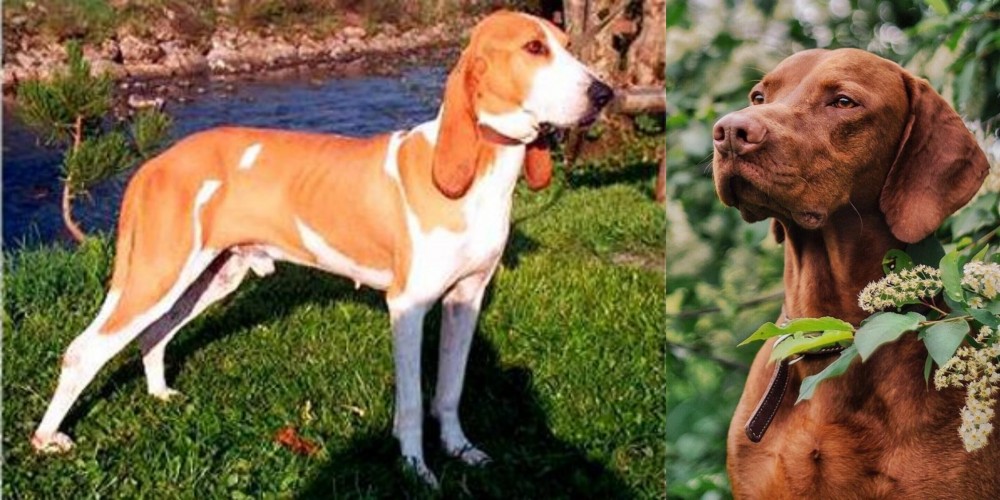 Vizsla vs Schweizer Laufhund - Breed Comparison