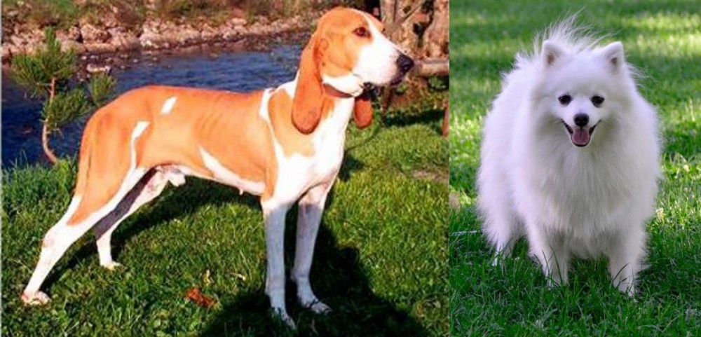 Volpino Italiano vs Schweizer Laufhund - Breed Comparison