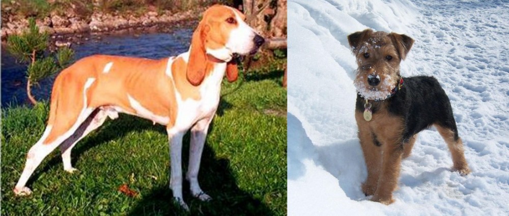 Welsh Terrier vs Schweizer Laufhund - Breed Comparison