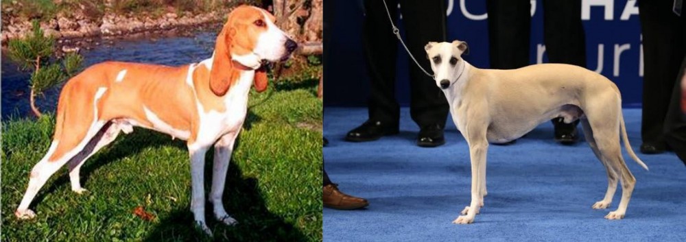 Whippet vs Schweizer Laufhund - Breed Comparison