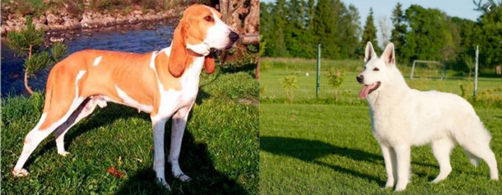 White Shepherd vs Schweizer Laufhund - Breed Comparison