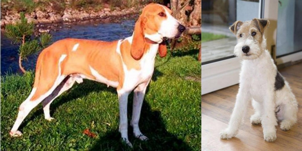 Wire Fox Terrier vs Schweizer Laufhund - Breed Comparison