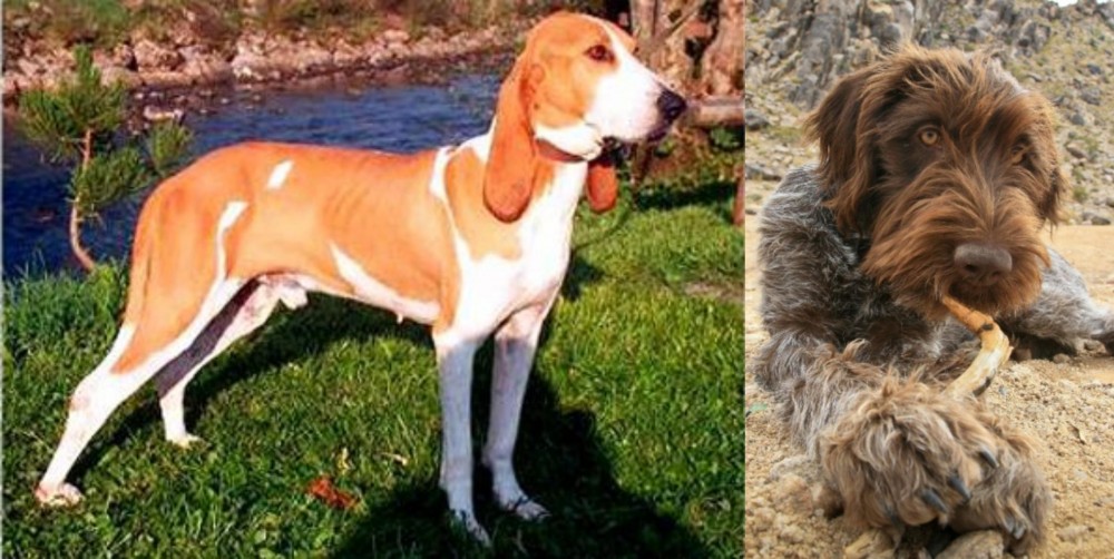 Wirehaired Pointing Griffon vs Schweizer Laufhund - Breed Comparison