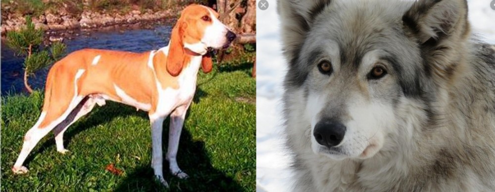 Wolfdog vs Schweizer Laufhund - Breed Comparison