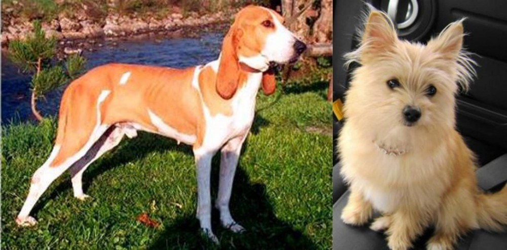 Yoranian vs Schweizer Laufhund - Breed Comparison