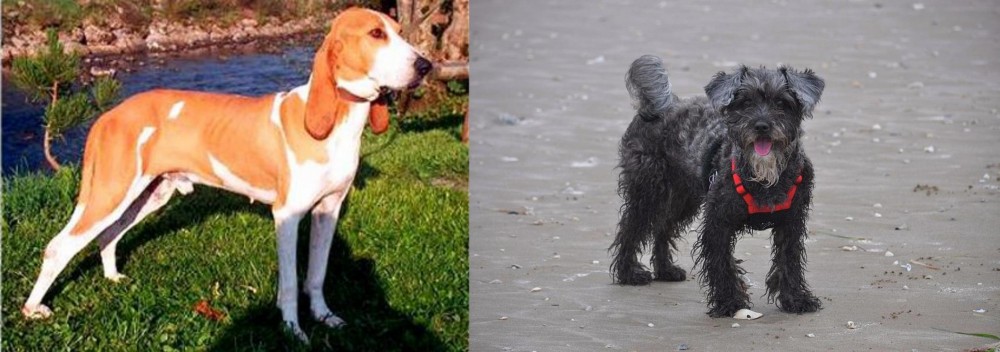 YorkiePoo vs Schweizer Laufhund - Breed Comparison
