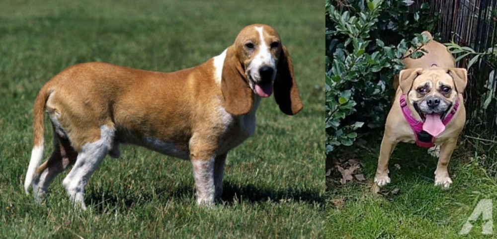Beabull vs Schweizer Niederlaufhund - Breed Comparison