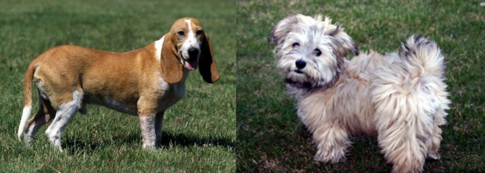 Havapoo vs Schweizer Niederlaufhund - Breed Comparison