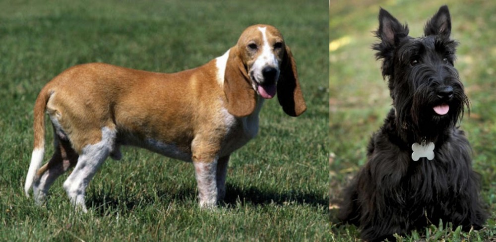 Scoland Terrier vs Schweizer Niederlaufhund - Breed Comparison