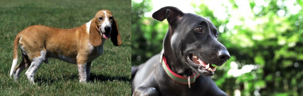 Shepard Labrador vs Schweizer Niederlaufhund - Breed Comparison