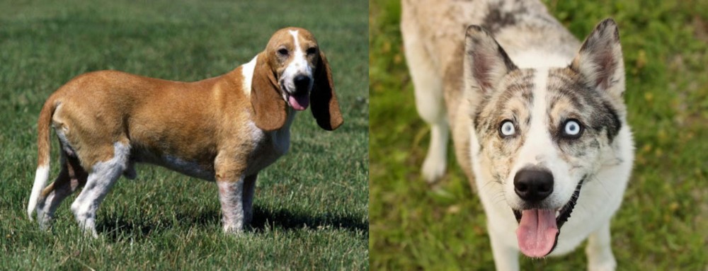 Shepherd Husky vs Schweizer Niederlaufhund - Breed Comparison