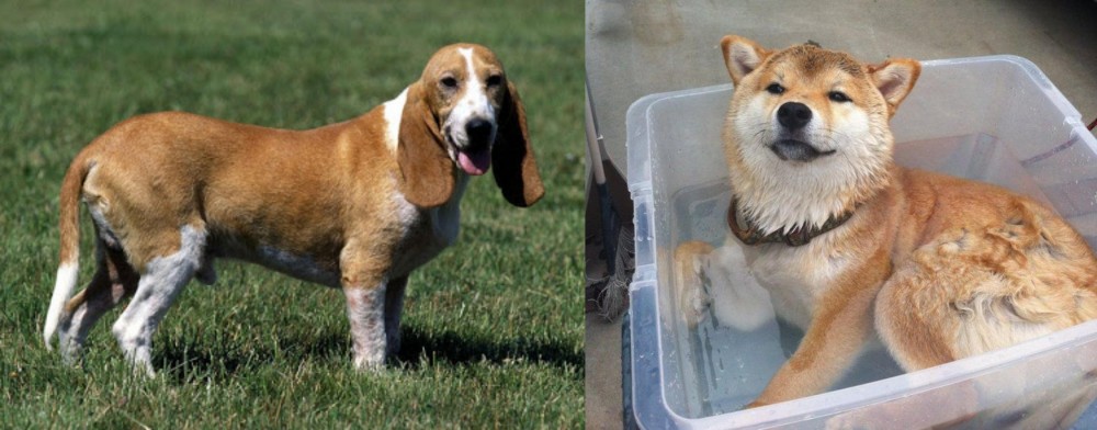 Shiba Inu vs Schweizer Niederlaufhund - Breed Comparison