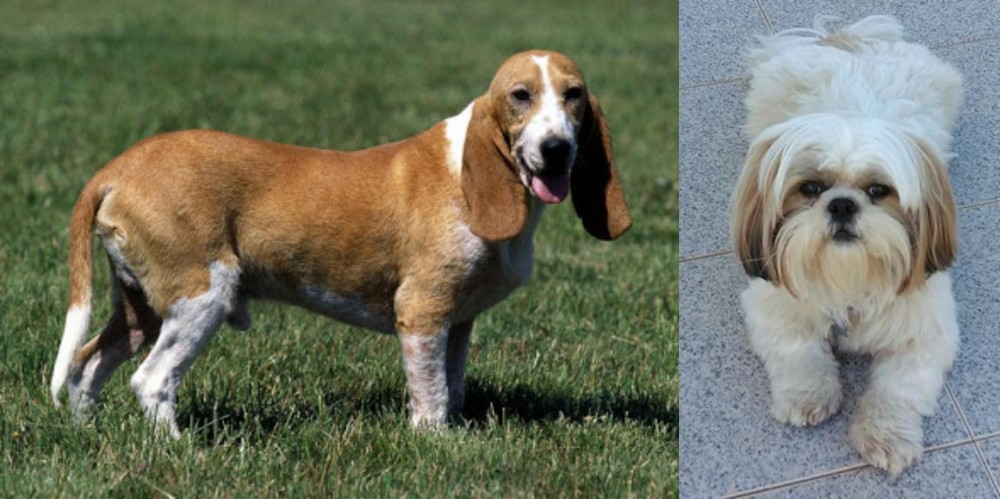 Shih Tzu vs Schweizer Niederlaufhund - Breed Comparison